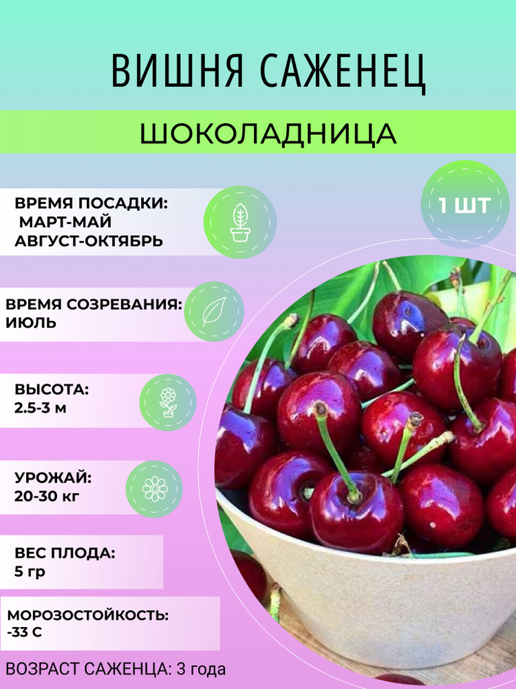 Саженец вишни, Шоколадница 3хлетка зкс, многолетние ягодные деревья для сада  #1