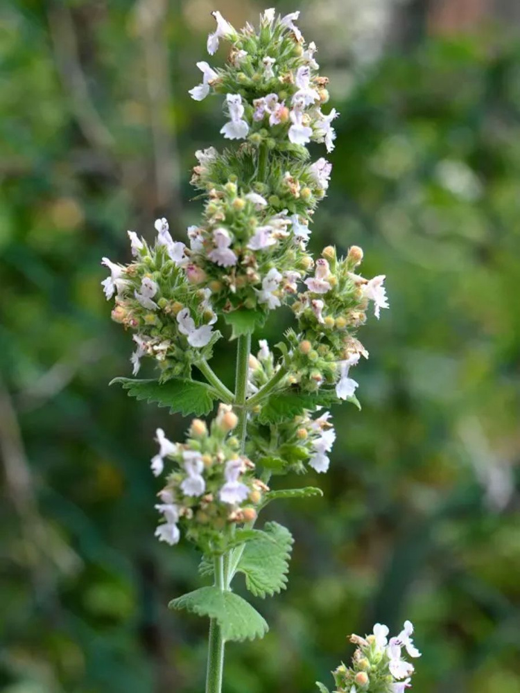 Семена Мелисса лекарственная лимонная (Melissa officinalis), 30 штук  #1