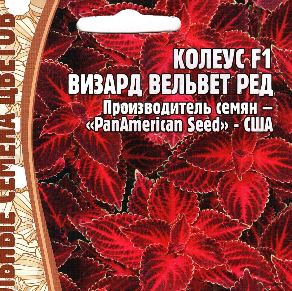 Колеус F1 ВИЗАРД ВЕЛЬВЕТ РЕД, декоративен круглый го, комнатный многолетник ( 1 уп: 5 семян )  #1