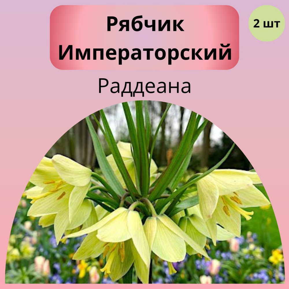 Рябчик луковицы, многолетние цветы 2шт #1