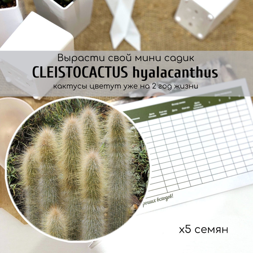 Семена кактуса Cleistocactus hyalacanthus / Клейстокактус стекловидный от Бюро семян  #1