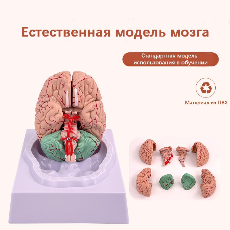 Анатомическая модель человеческого мозга, анатомическая модель в натуральную величину с подставкой  #1