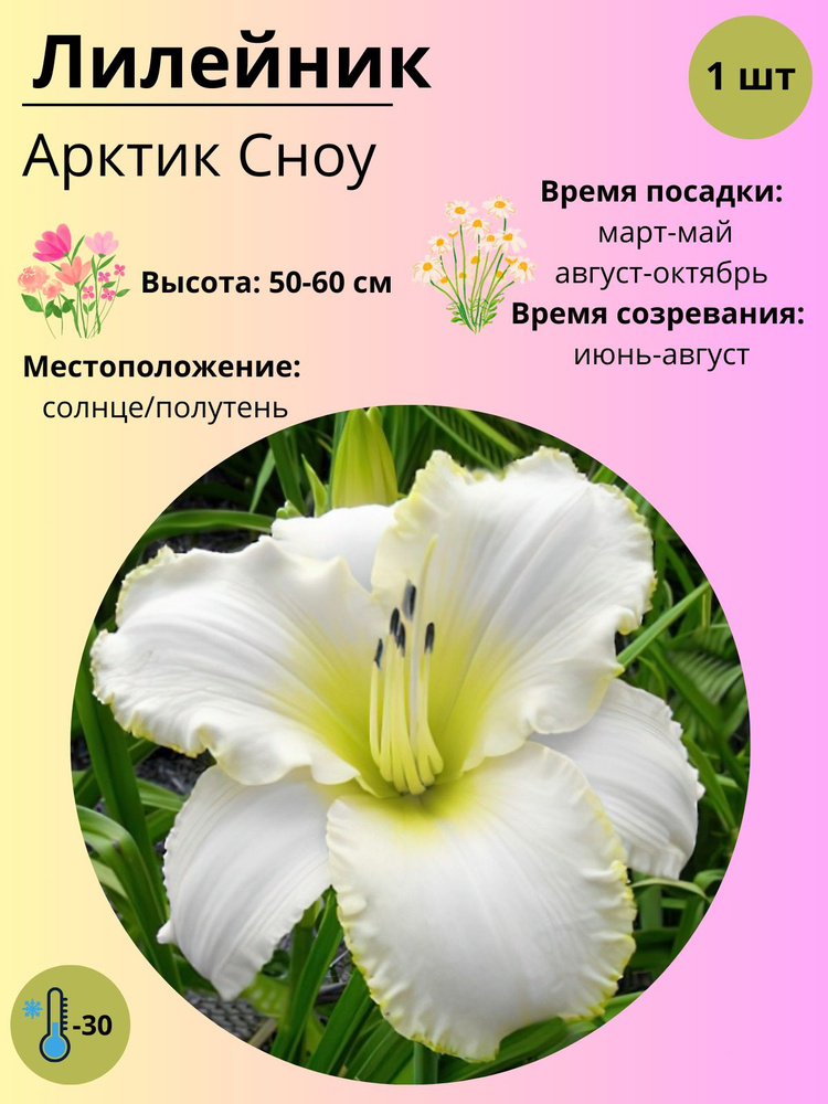 Саженец Лилейника, многолетние цветы / корень 1 шт #1