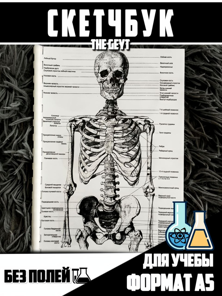 Скетчбук "Анатомия человека" формат А5, 30 страниц, без полей  #1