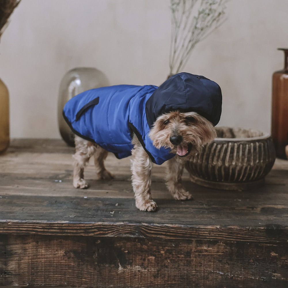 Жилетка/жилет для собак, одежда для собак, "Не Один Дома" Blue, синий, XXL, длина спинки - 50 см  #1