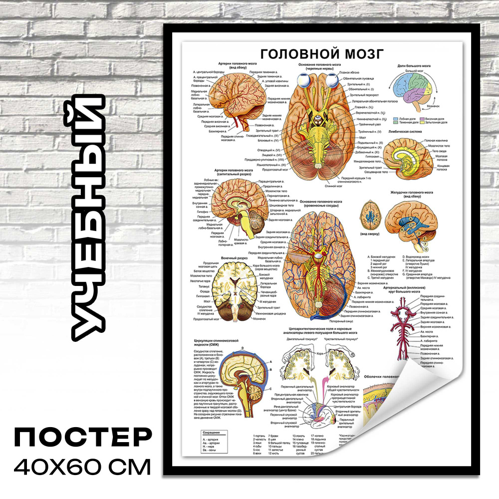 Постер на стену головной мозг 40x60 см плакаты наука #1