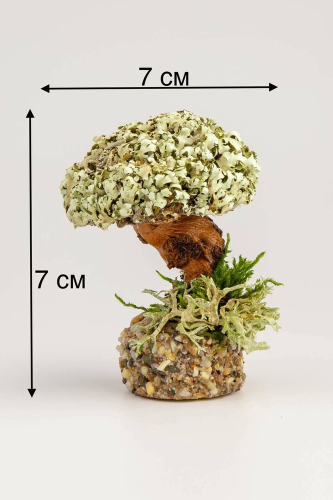 Живое дерево из исландского мха цетрария "Красавчик" маленький  #1