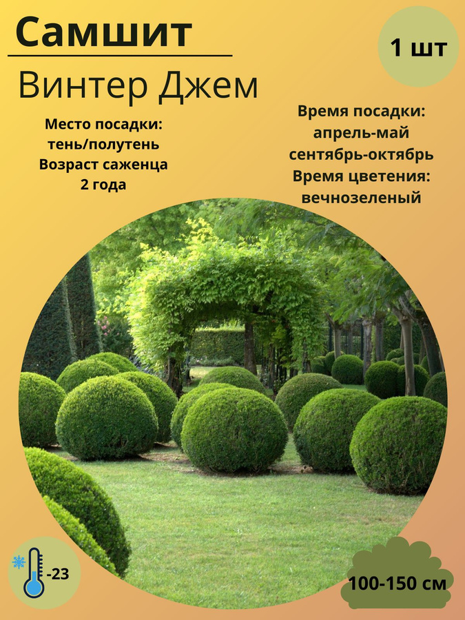 Самшит магазин Самшит магазин