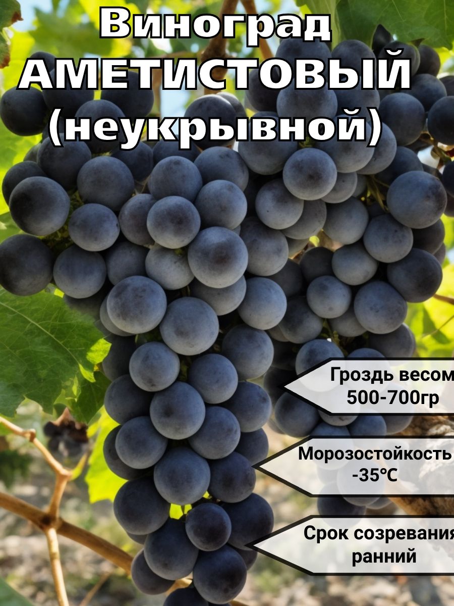 ВиноградсаженецморозостойкийАметистовый