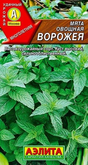 МЯТА ОВОЩНАЯ ВОРОЖЕЯ. Семена. Вес 0,04 гр. На одном месте может расти до 10 лет, рекомендуется периодически #1