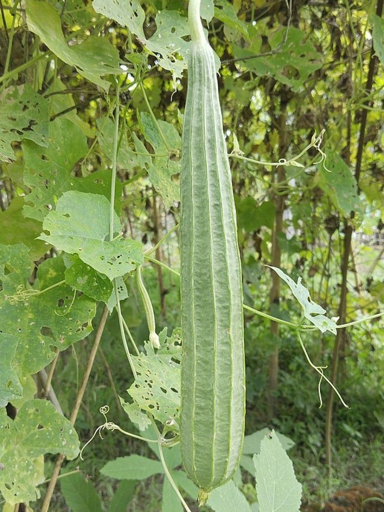 Семена Люффа остроребристая (Luffa acutangula), 5 штук #1