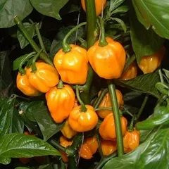 Семена Острый перец Scotch Bonnet yellow, 5 семян + подарок #1