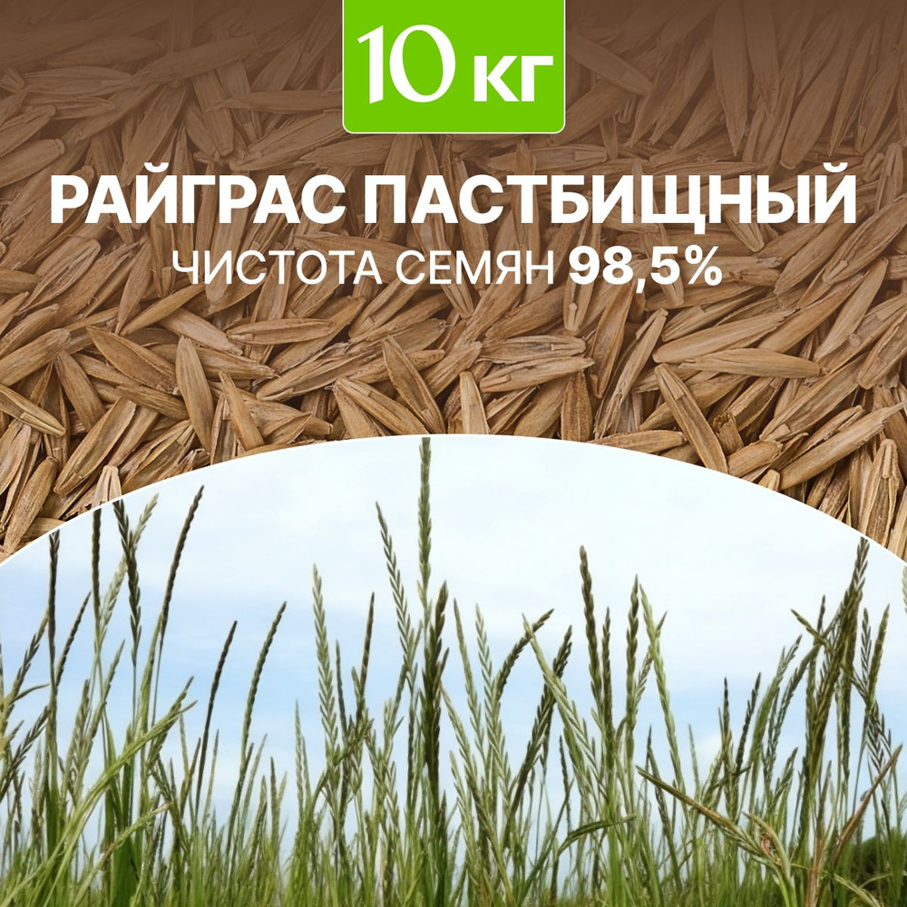 Семена Райграс пастбищный сидерат чистота 98,5%, озимая, био-удобрение, 10 кг  #1