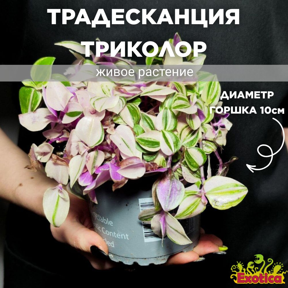 Традесканция Флюминенсис Триколор (Tradescantia Fluminensis Tricolor) D10см  #1