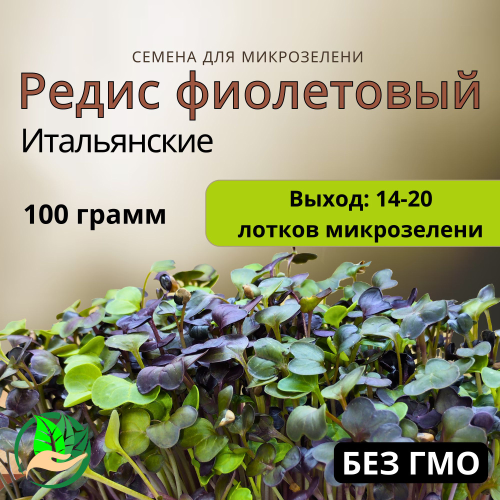 Микрозелень семена для проращивания редиса фиолетового, 100 грамм  #1