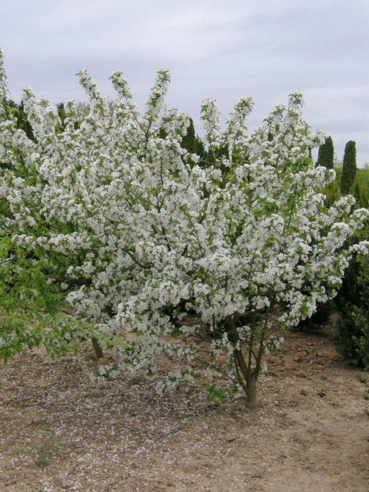 Семена Яблоня Робуста (Malus robusta), 20 штук #1