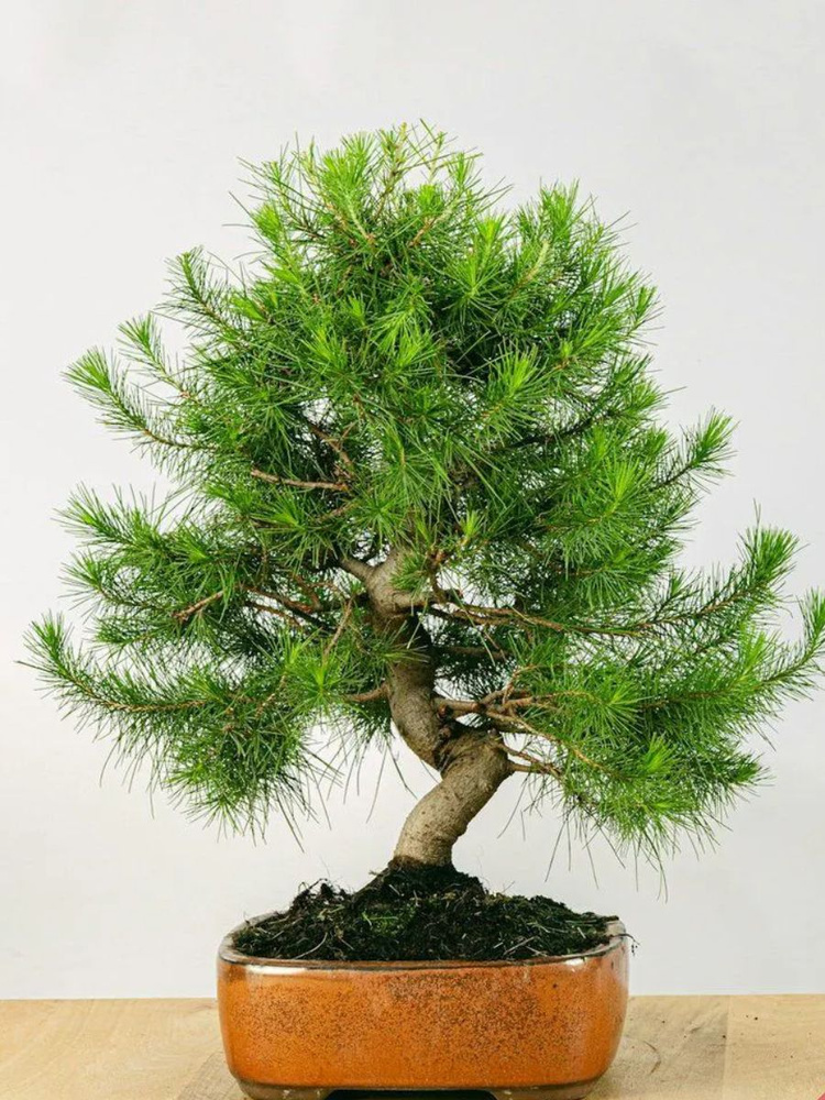 Семена Сосна Алеппская (Pinus halepensis), 10 штук #1