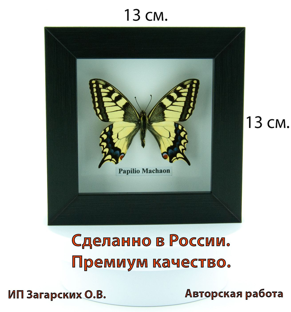 Бабочка в рамке Papilio machaon (Махаон). 13*13*3.6 Европа #1