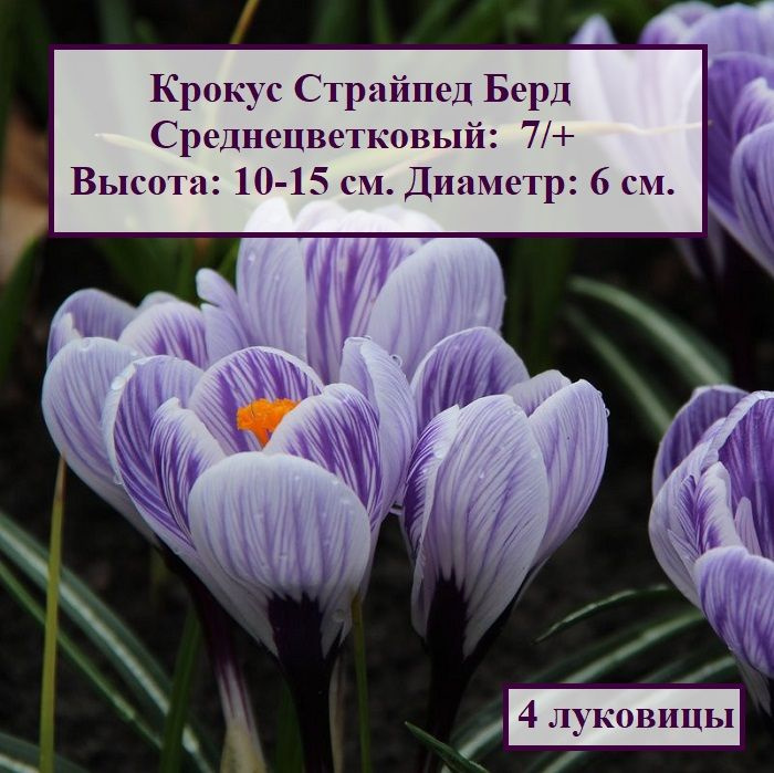 Крокус Страйпед Берд (4 луковицы) #1