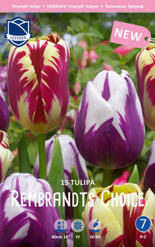 Тюльпан Рембрандт Чойз смесь (Tulipa Rembrandt's Choice), 15 шт #1