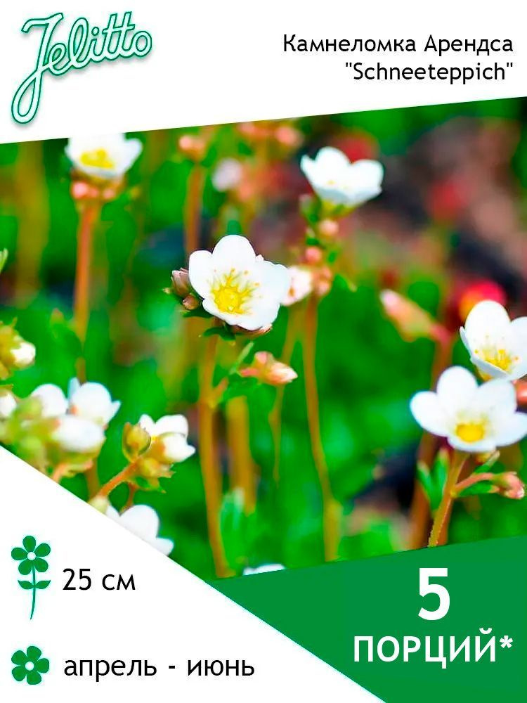 Семена Jelitto Камнеломка Арендса "Schneeteppich" (SAXIFRAGA x arendsii "Schneeteppich") 5 порций  #1