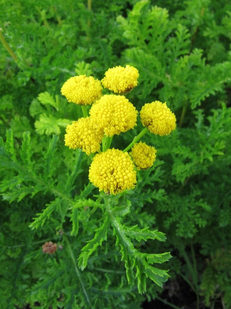 Семена Пижма обыкновенная курчавая (Tanacetum crispum), 50 штук #1