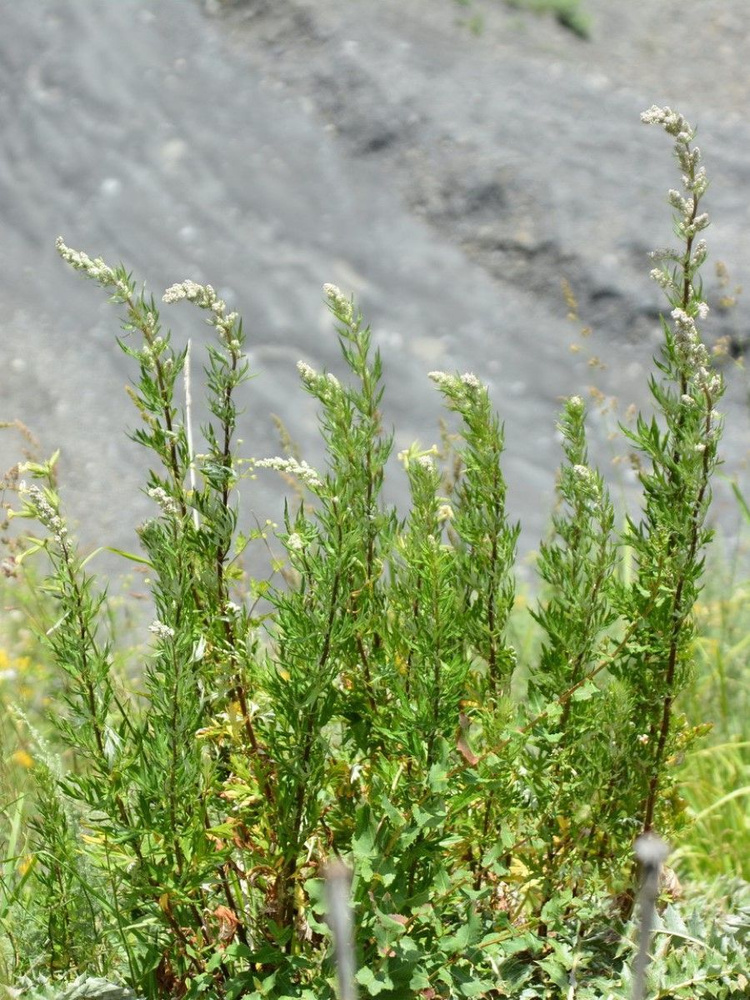 Семена Полынь обыкновенная (Artemisia vulgaris), 50 штук #1