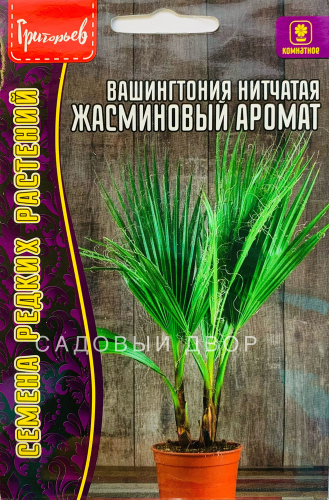 Вашингтония нитчатая Жасминовый Аромат, 1 пакет, семена 5 шт, ЧК  #1