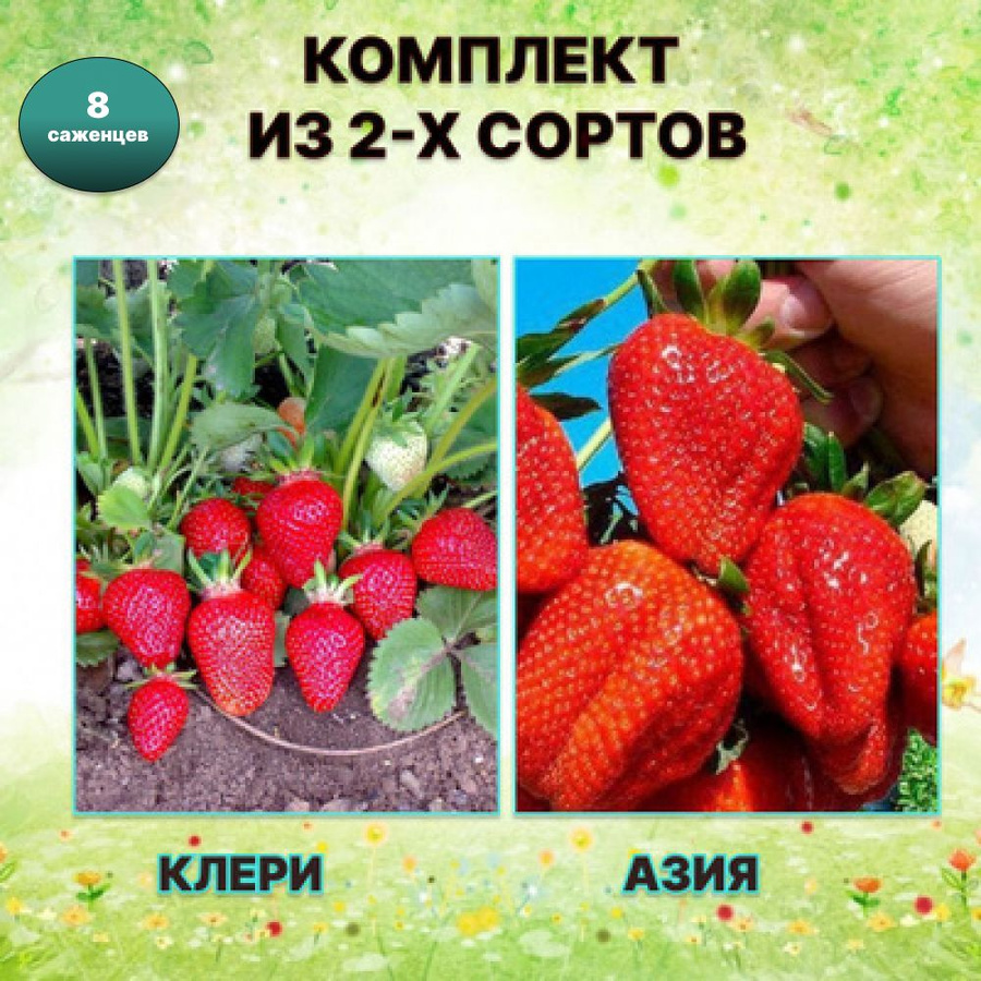 Семена Клубники Азия Купить Интернет Магазин