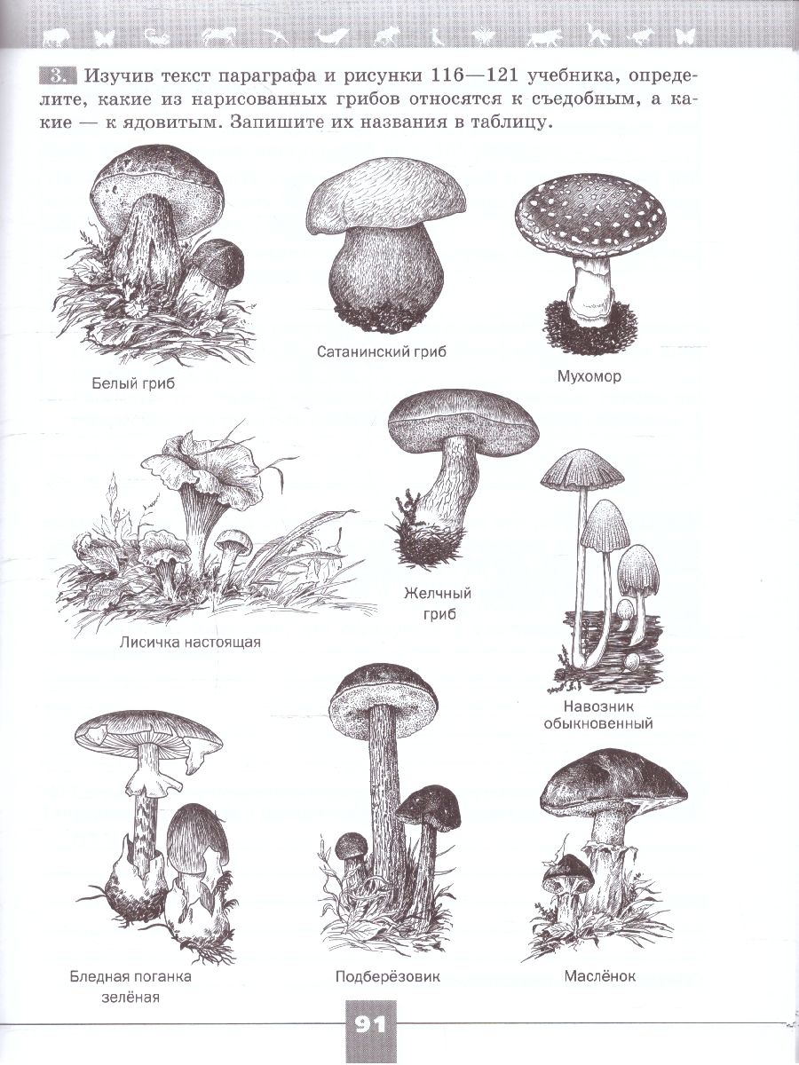 Биология 7 класс. Рабочая тетрадь | Biology Grade 7. Workbook (Line of Life Series) - Ozon image 5