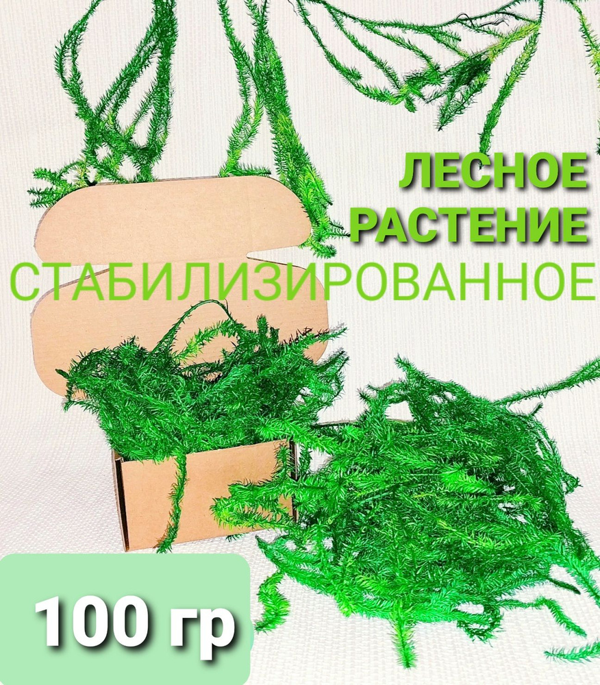 Стабилизированное лесное растение 100 гр Зеленого цвета  #1