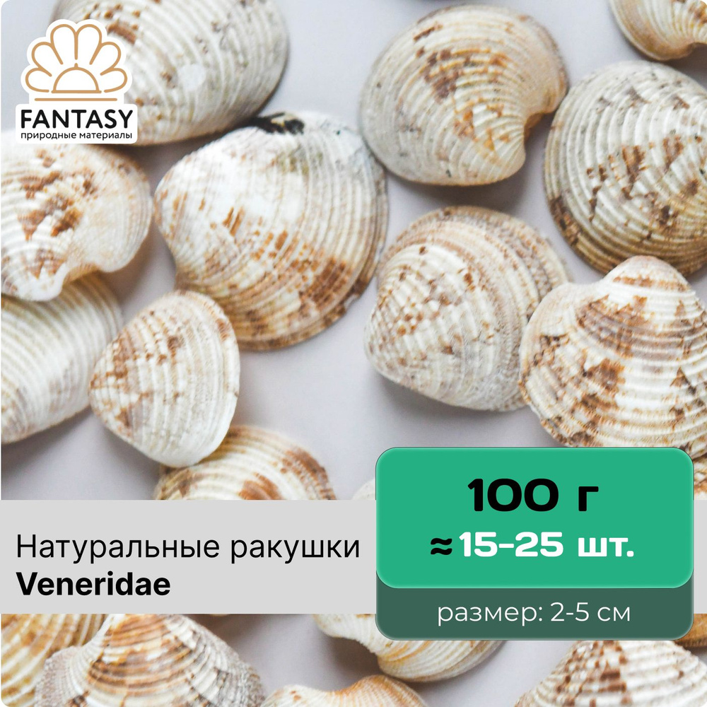 Натуральные морские ракушки FANTASY Veneridae, размер - 2-5 см, набор весом отборные, набор весом 100 #1