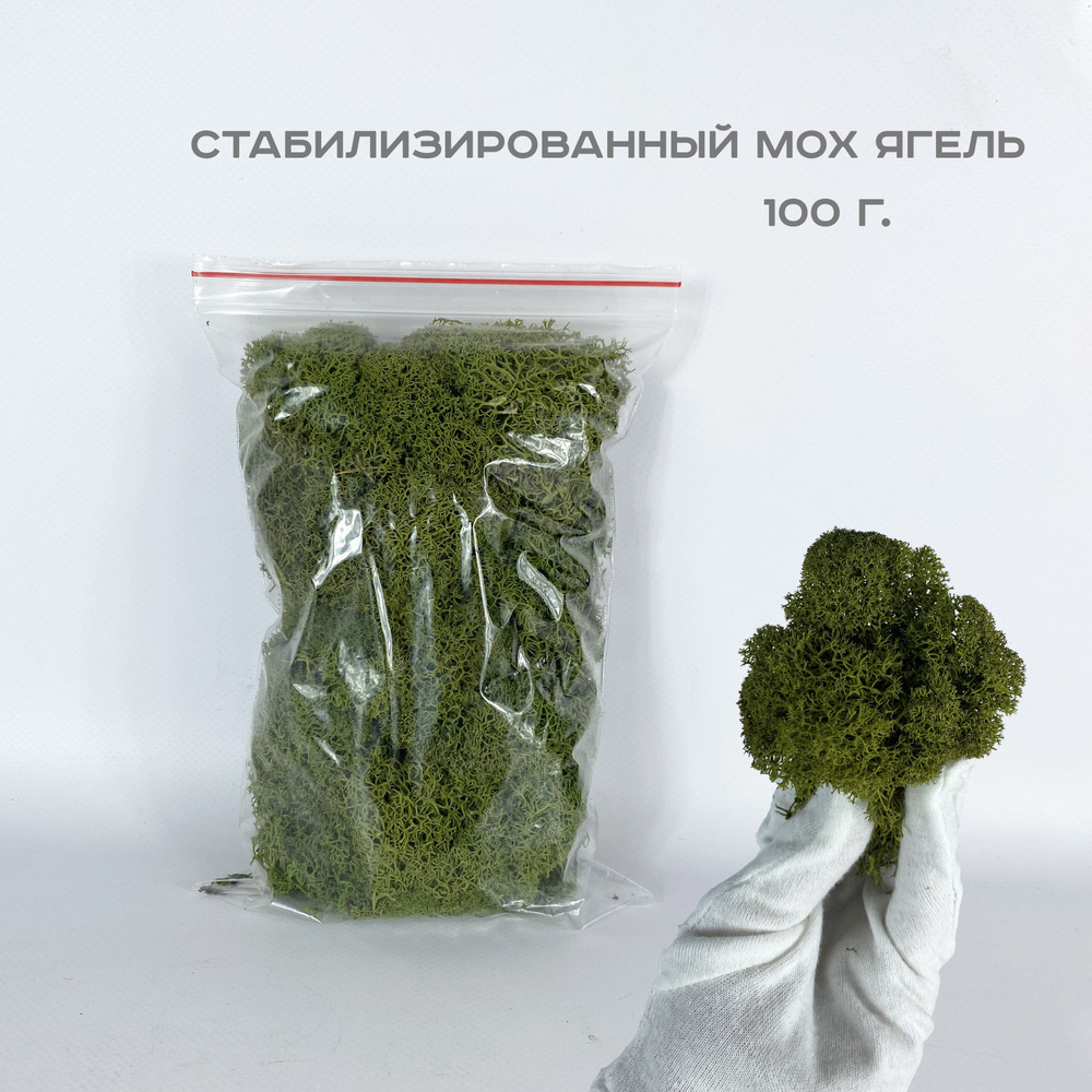 ARTGRO Стабилизированный мох Мох, 6 см, 100 гр, 1 шт #1