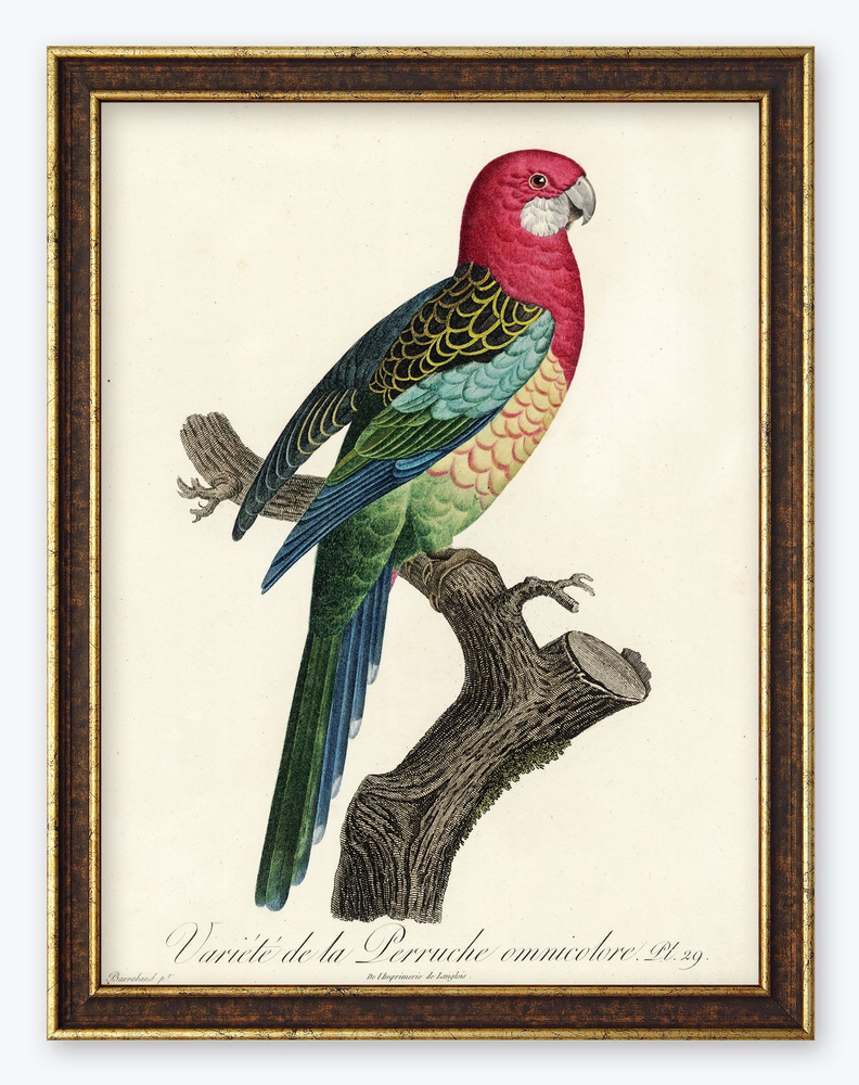 Картина в раме 40х30 в раме "Разновидность разноцветного попугайчика"  #1