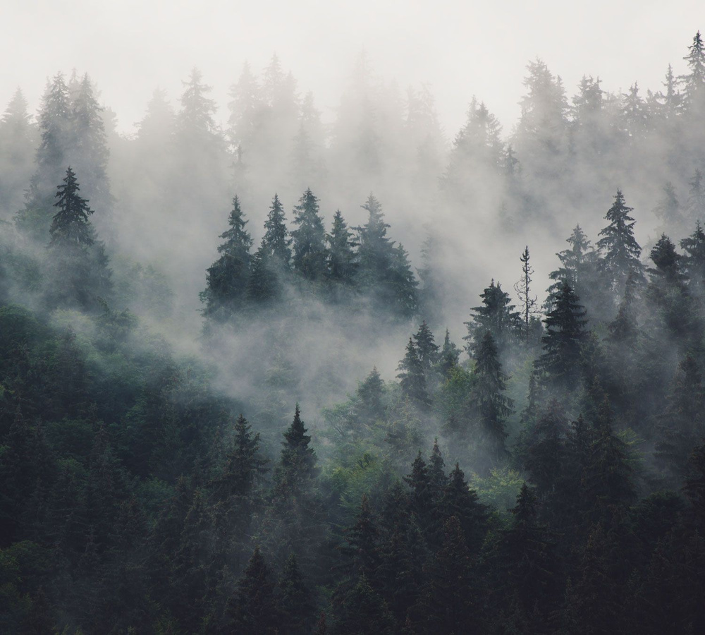 Фотообои на стену "Лес в Тумане" 300x270(ШxВ) см, 3d флизелиновые обои  #1