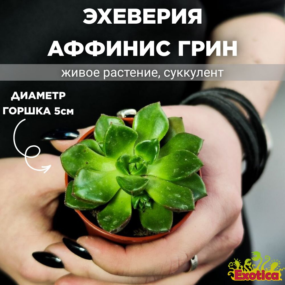 Эхеверия Аффинис Грин (Echeveria Affinis Green) D5см #1