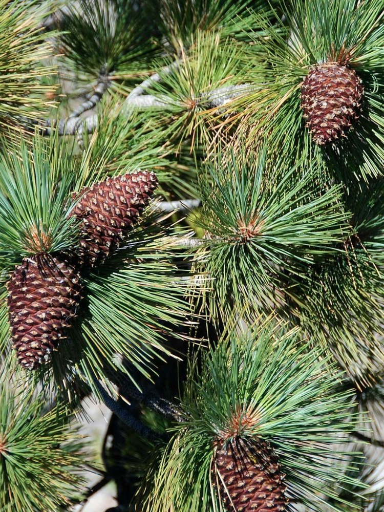 Семена Сосна Джеффри (Pinus jeffreyi), 10 штук #1