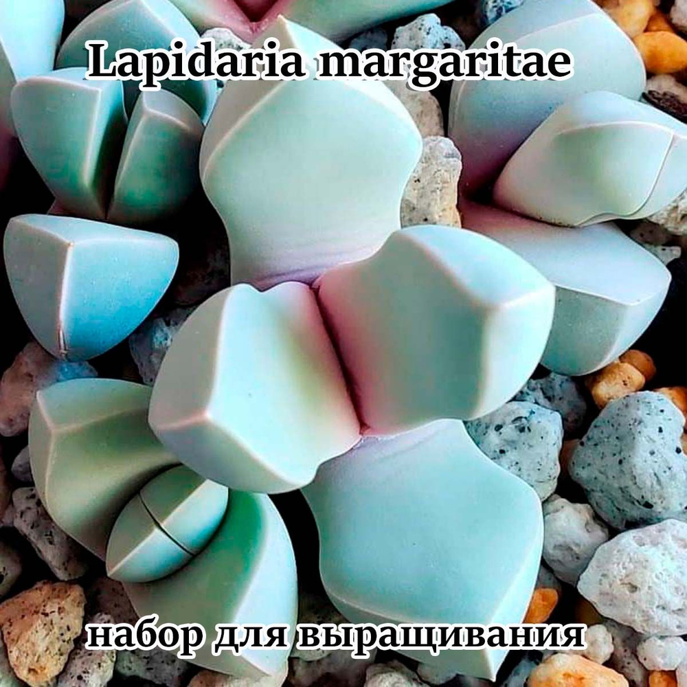 Суккулент Lapidaria margaritae - набор для выращивания (семена, грунт, горшочек, инструкция по посеву) #1