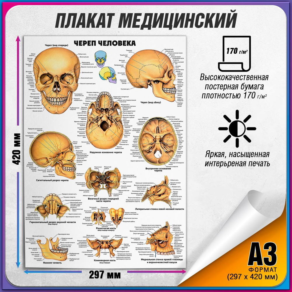 Информационный медицинский плакат "Череп человека" / А-3 (30x42 см.)  #1