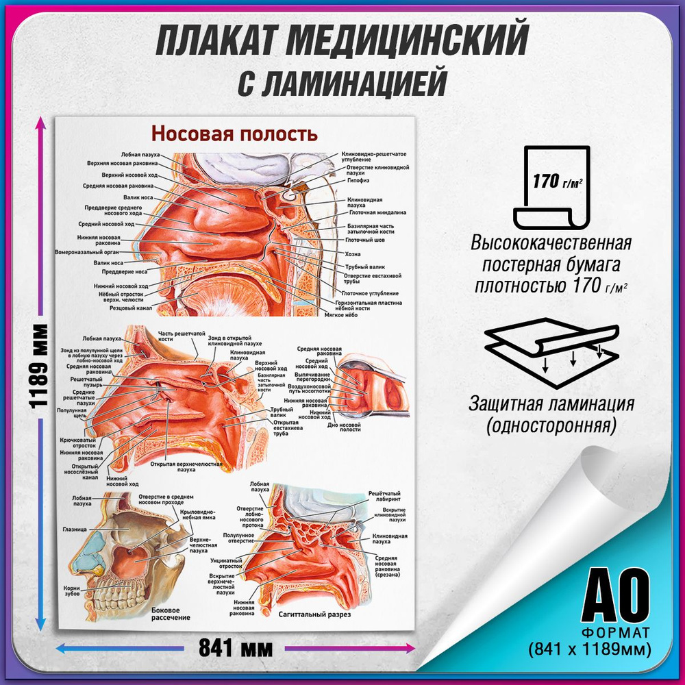 Информационный медицинский плакат "Носовая полость" / ламинированный / 84x119 см.  #1