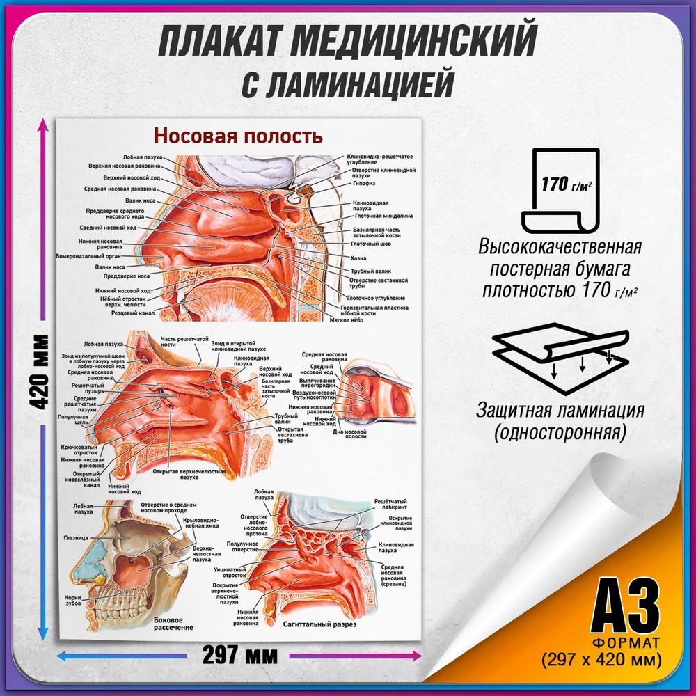 Информационный медицинский плакат "Носовая полость" / 30x42 см.  #1