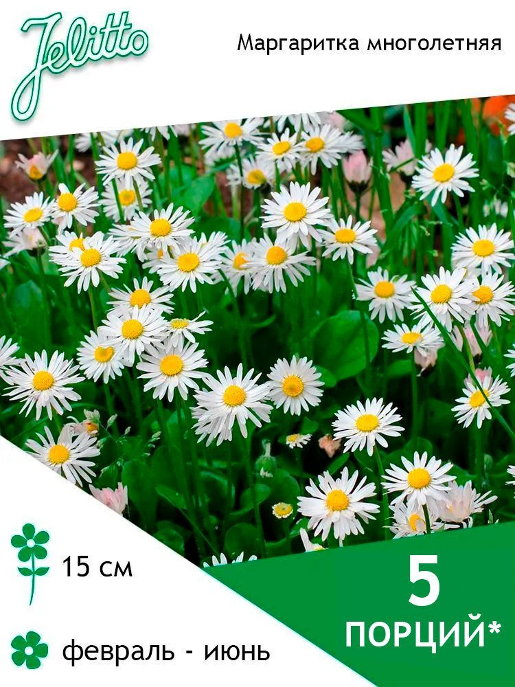 Семена Jelitto Маргаритка многолетняя (BELLIS perennis) 5 порций #1