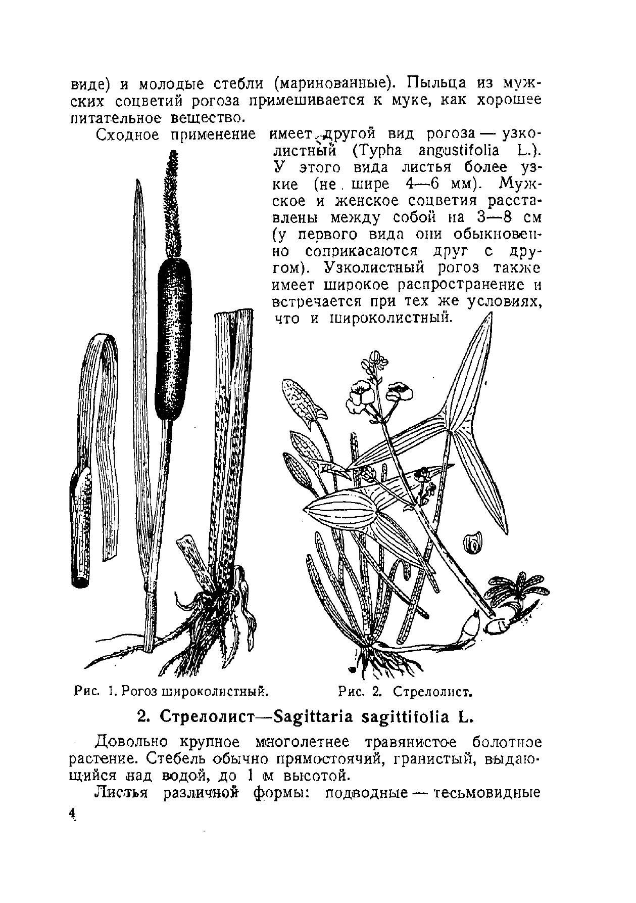 Дикие съедобные растения | Wild Edible Plants - Ozon image 4