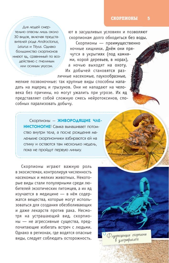 «Пауки, скорпионы и многоножки России» — фото 7