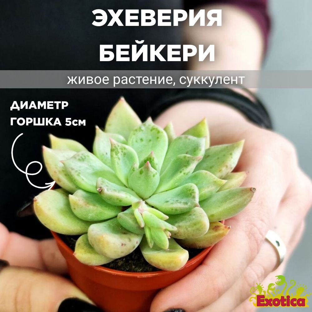 Эхеверия Бейкери (Echeveria Backery) D5см #1