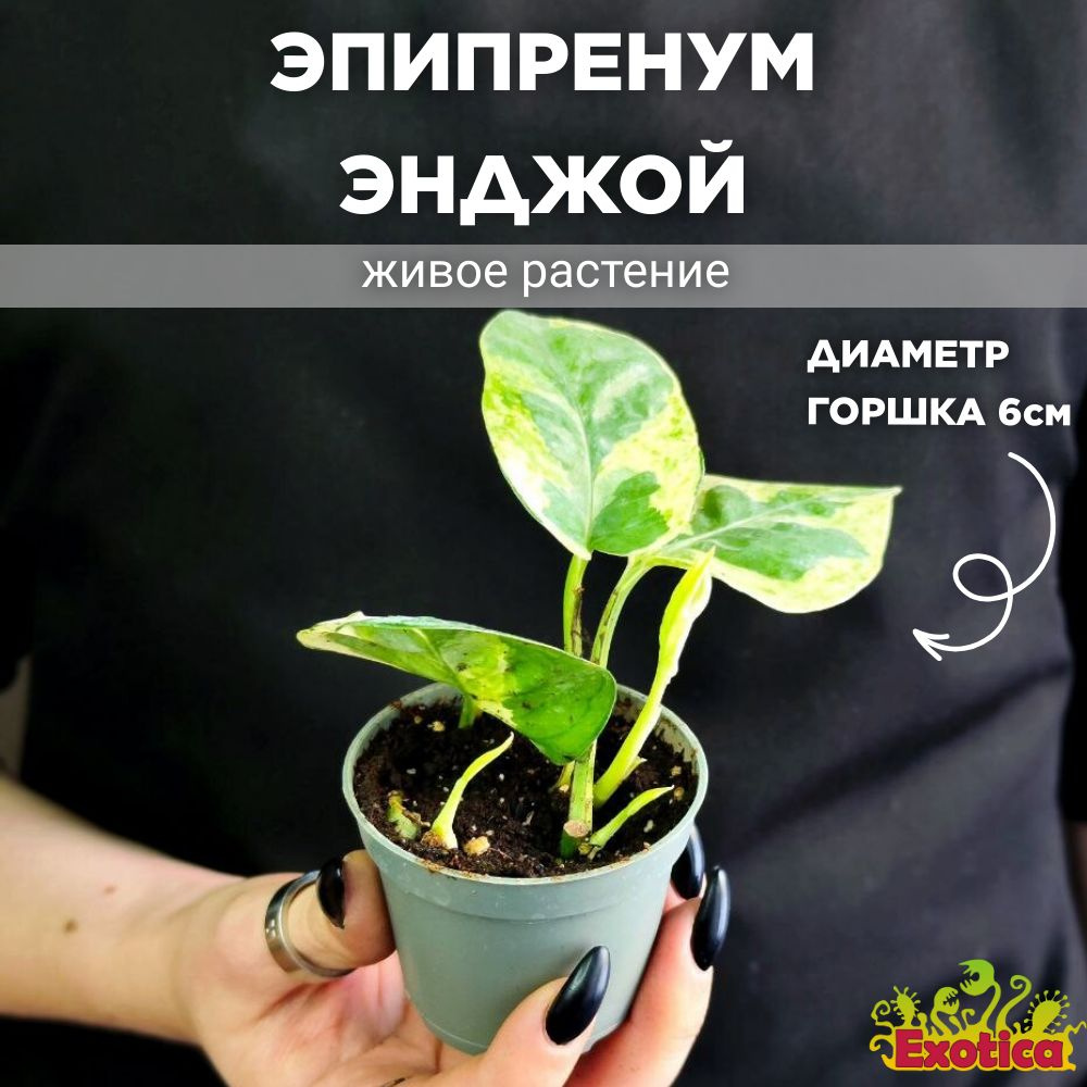 Эпипренум Энджой (Epipremnum Njoy) D6см #1