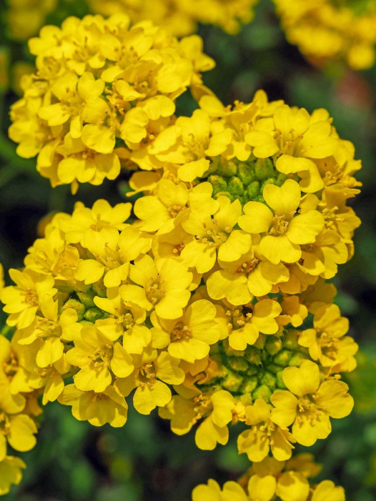 Семена Алиссум скальный (Alyssum saxatile), 30 штук #1