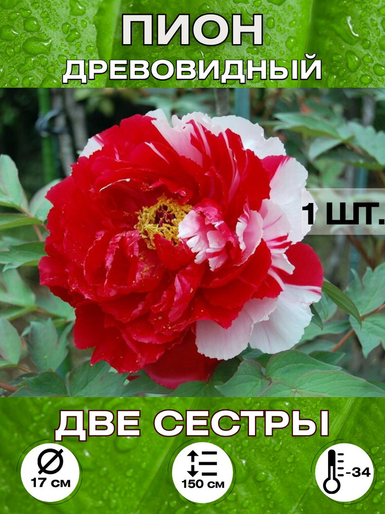 Magic Blooming Garden Семена ,1шт #1