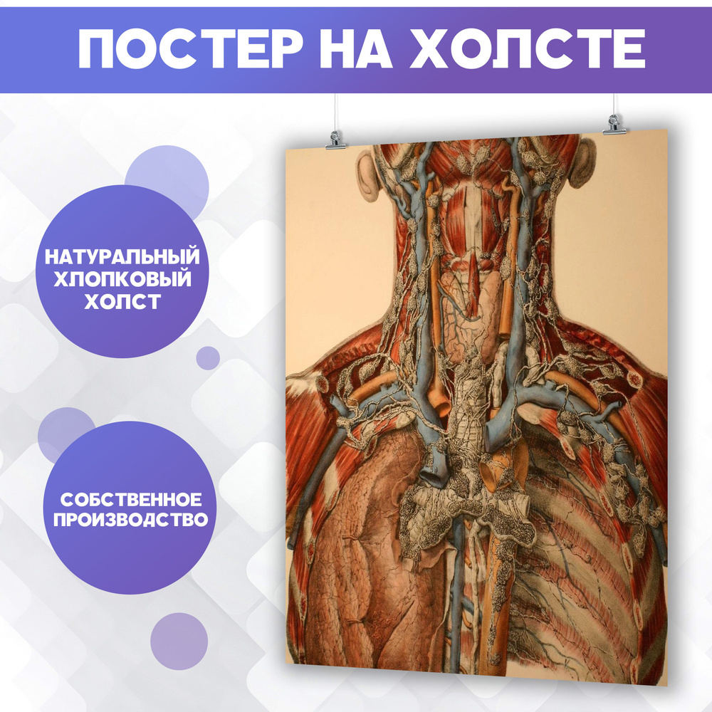 Постер на холсте - Анатомия человека медицина горло и гортань 40х60 см  #1
