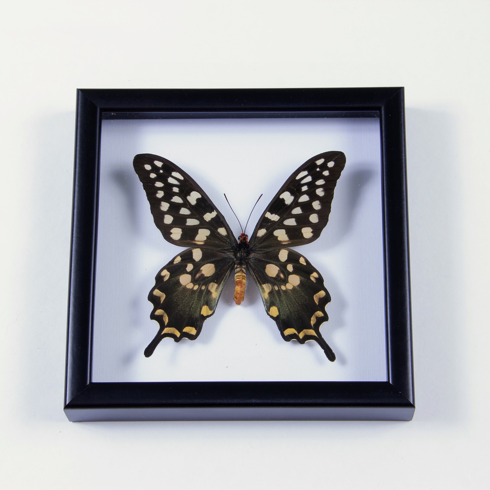 Бабочка в рамке ModernArtButterfly (Papilio antenor) 18х18х2см, №3 #1